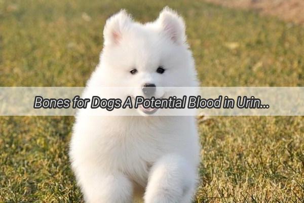 Bones for Dogs A Potential Blood in Urine Dilemma Unraveling the Truth